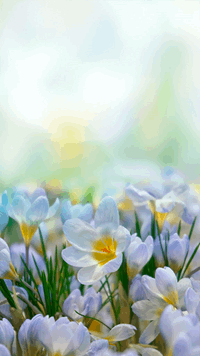 Wordscapes In Bloom HOPEFUL BRIGHT