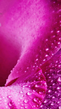 Wordscapes In Bloom DEW CURVE